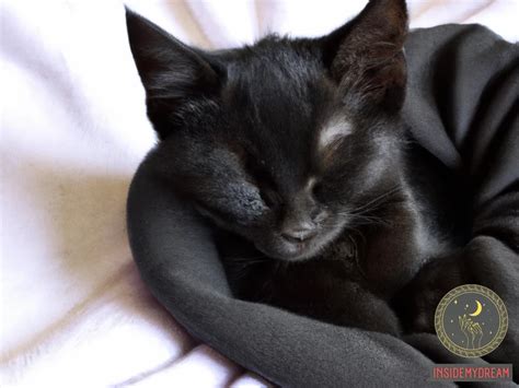 They can also symbolize strength, courage, and determination. . Black kitten dream meaning islam islamic